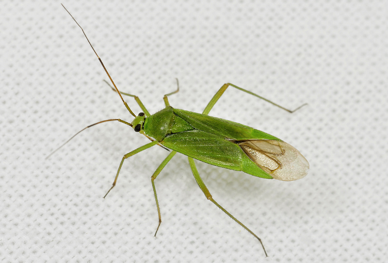 Miridae: Calocoris alpestris